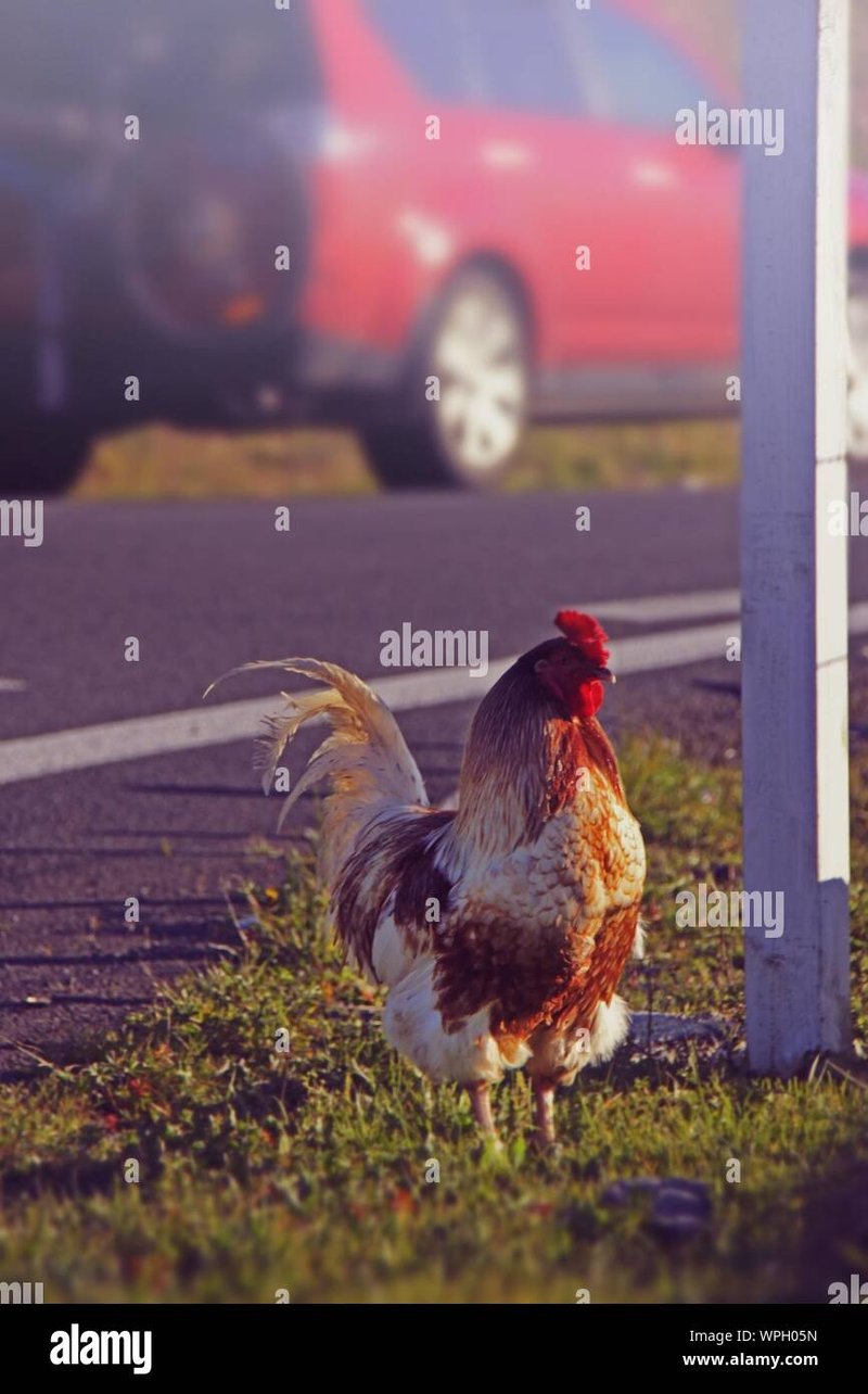 Image: Descubre la Emoción de Chicken Road Casino en España y Juega Online Oficialmente