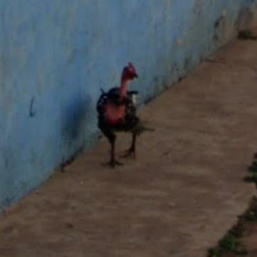 Descubre El Encanto de la Ruta del Pollo en España, chicken road casino Descubre El Encanto de la Ruta del Pollo en España, chicken road casino